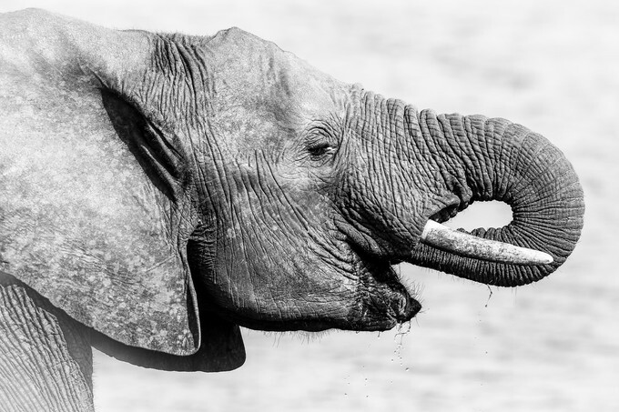 Textures of an African elephant drinking water in black and white, South Africa